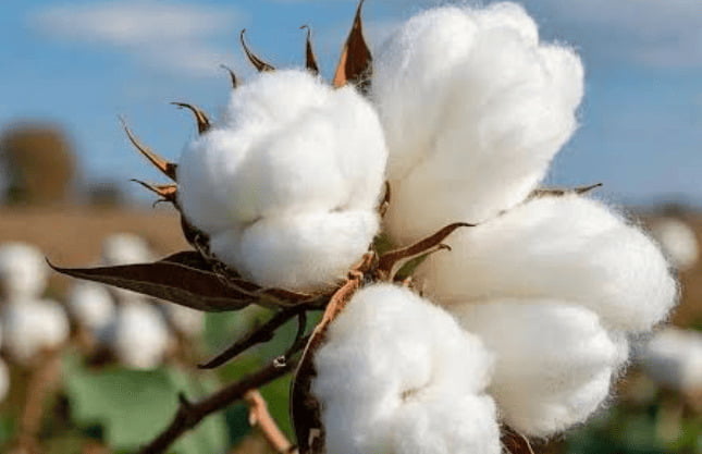 Natural cotton plant and raw cotton fiber sourcing
